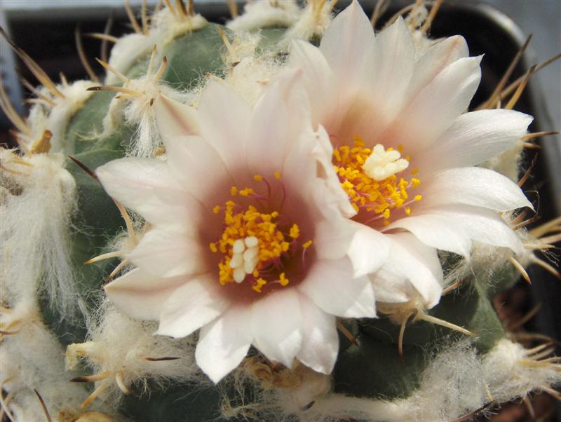 Turbinicarpus Lophophoroides 