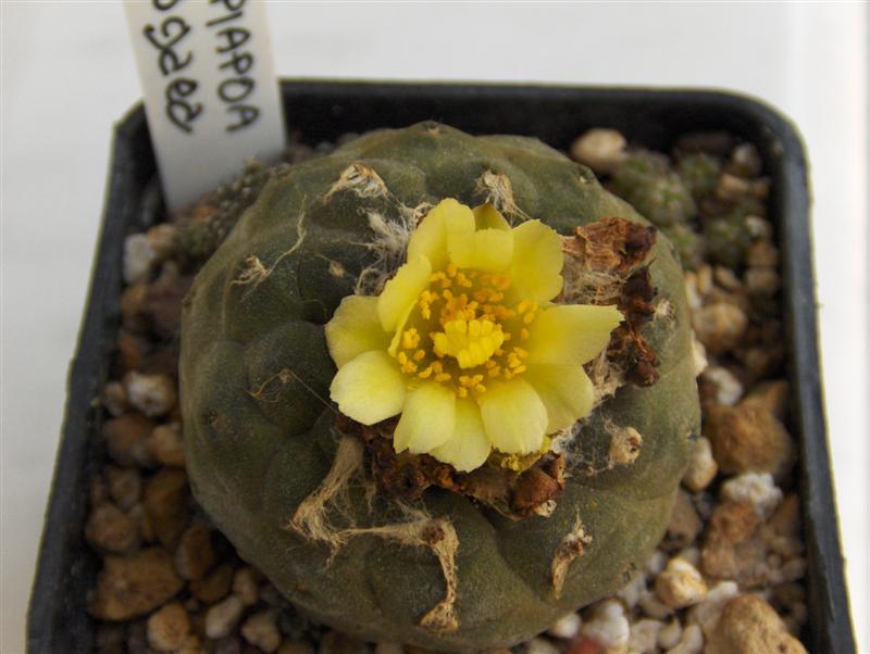 Copiapoa hypogaea 