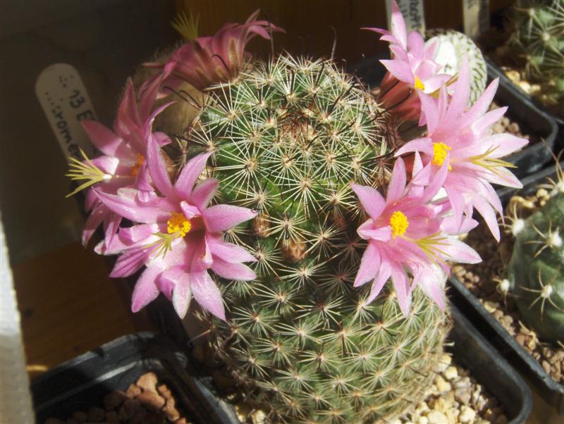 Mammillaria sheldonii 