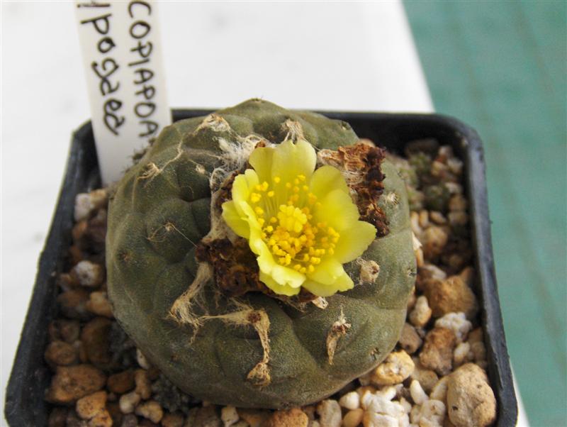 Copiapoa hypogaea 