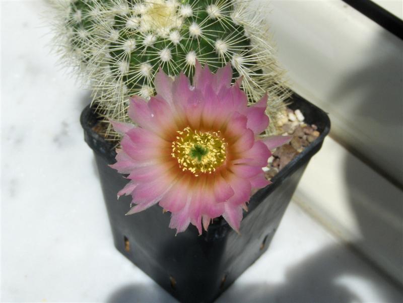 Echinocereus reichenbachii v. albispinus 