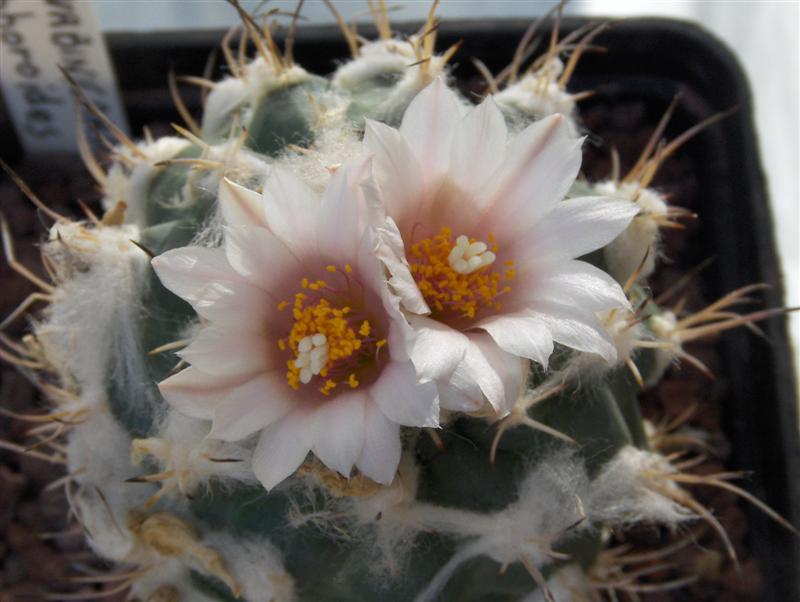 Turbinicarpus Lophophoroides 