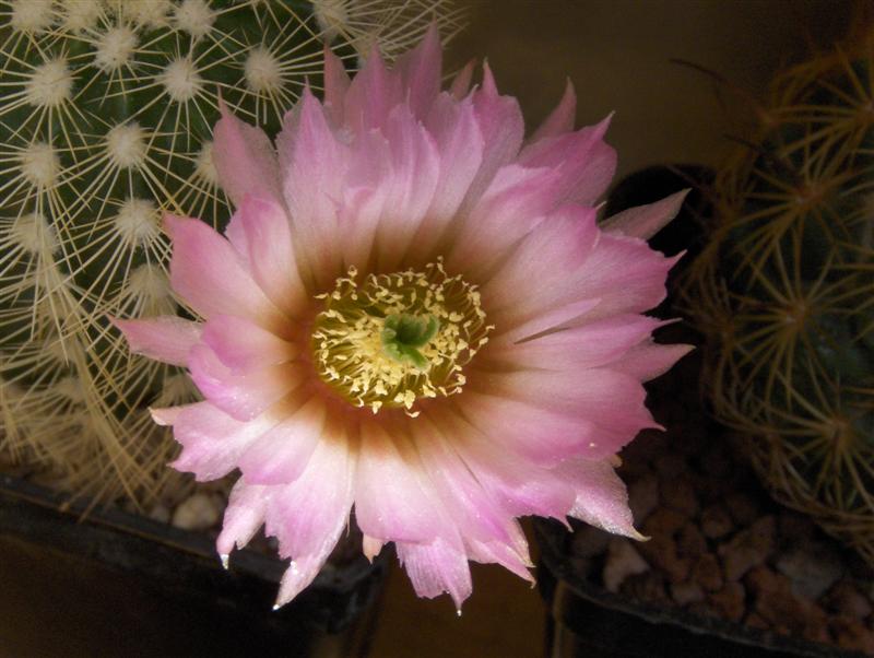 Echinocereus reichenbachii v. albispinus 