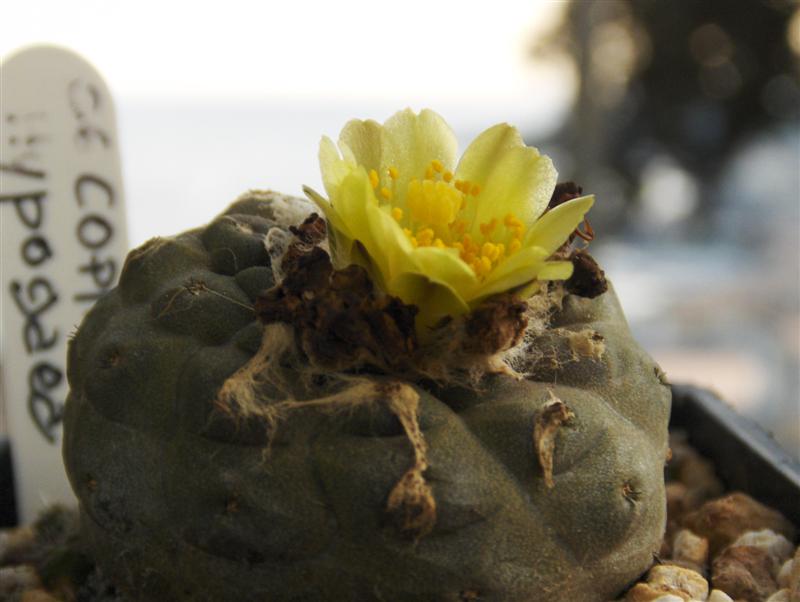 Copiapoa hypogaea 