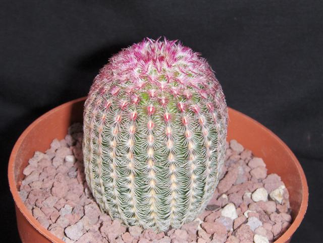 Echinocereus  rigidissimus ssp. rubispinus 