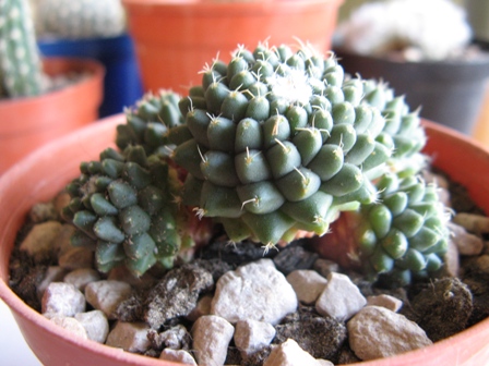 Mammillaria polythele v. nudum 
