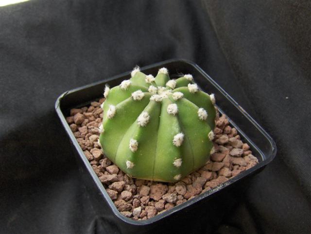 Echinopsis subdenudata 