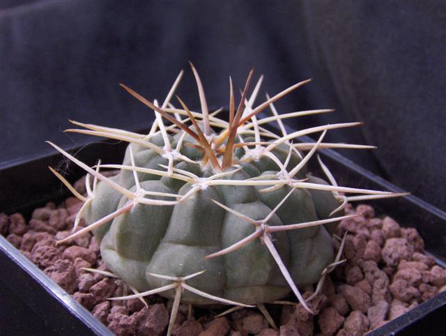 Gymnocalycium bayrianum 