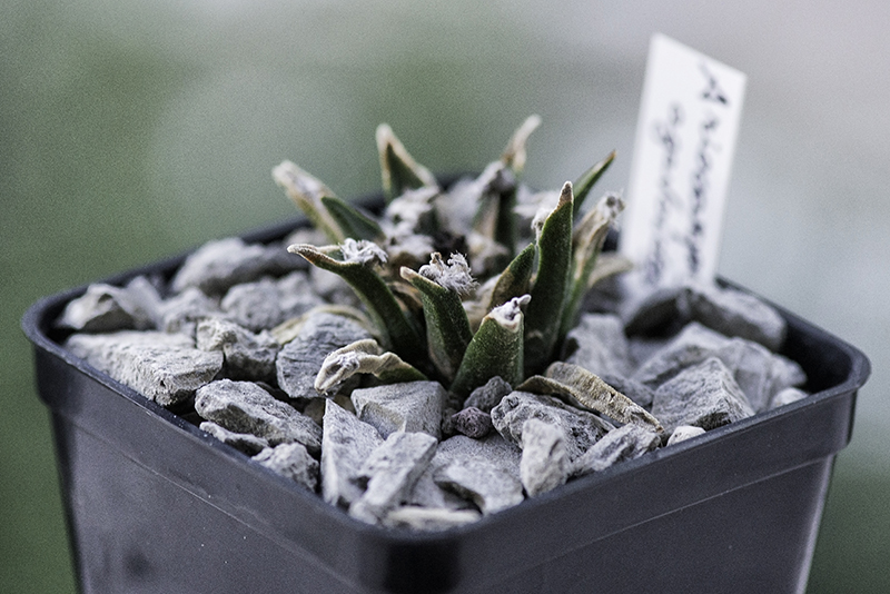 Ariocarpus agavoides 