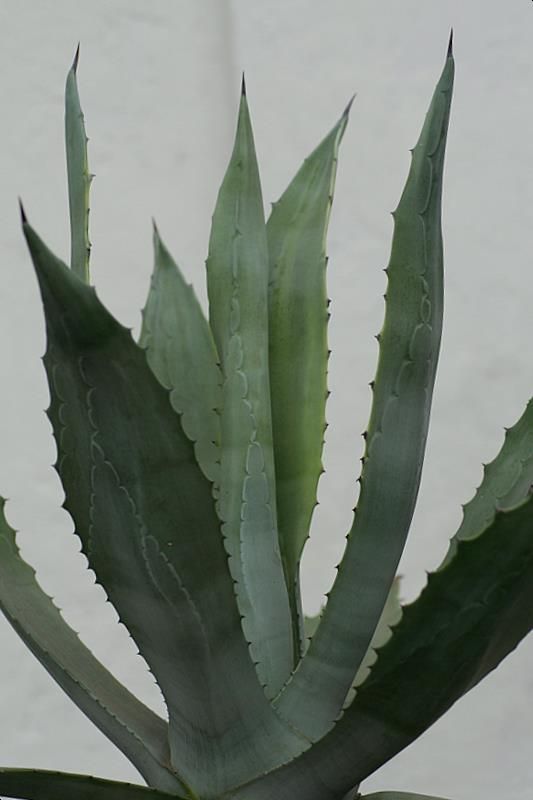 Agave americana 