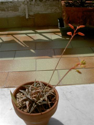 Aloe descoingsii 