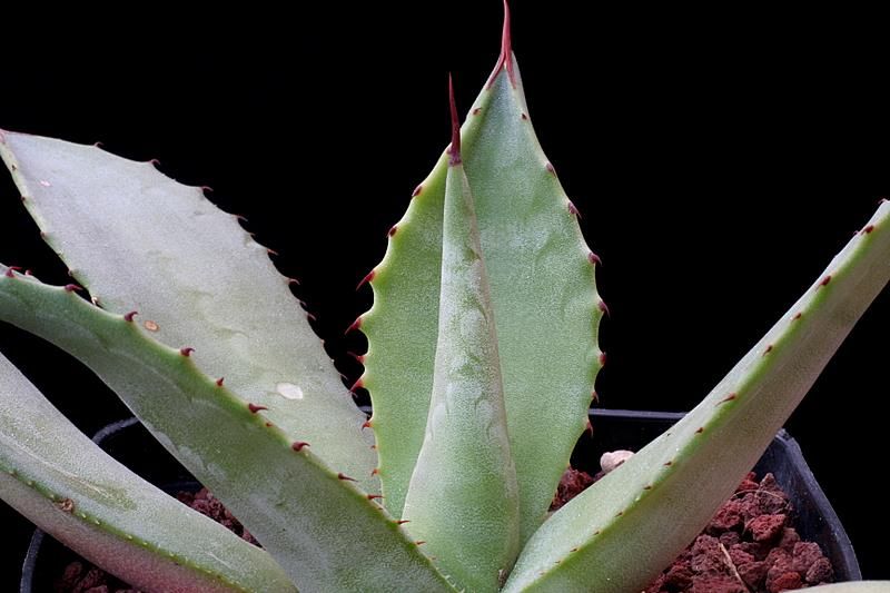 Agave oroensis 