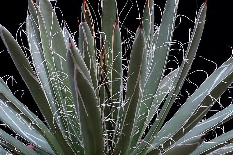 Agave parviflora 