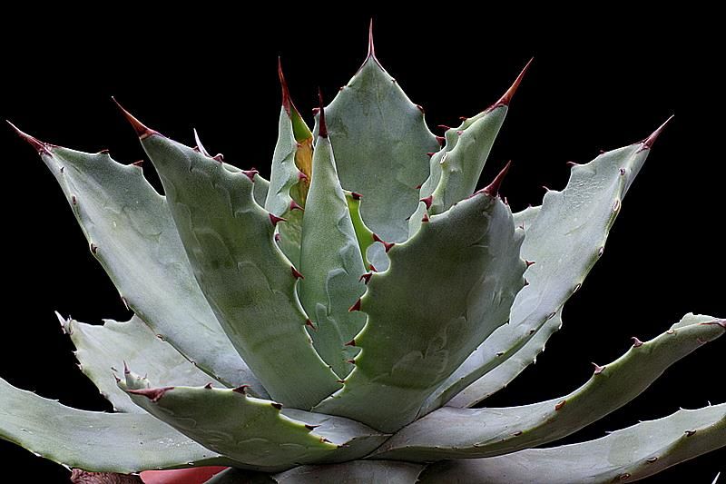 Agave potatorum 