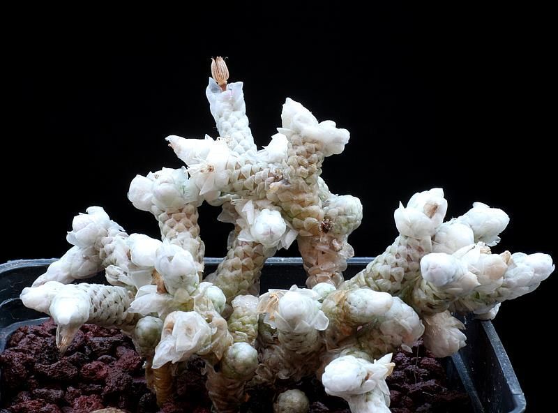 Anacampseros recurvata ssp. buderiana 