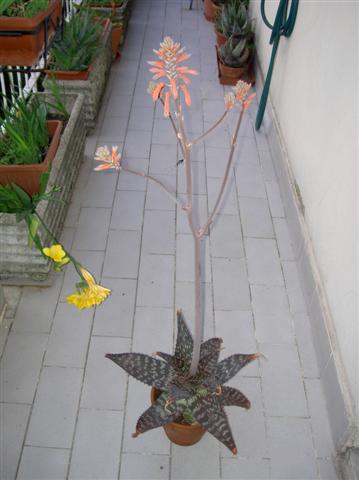 Aloe saponaria 