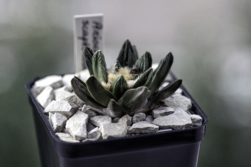 Ariocarpus scapharostrus 