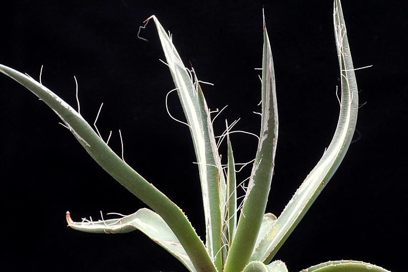 agave schottii