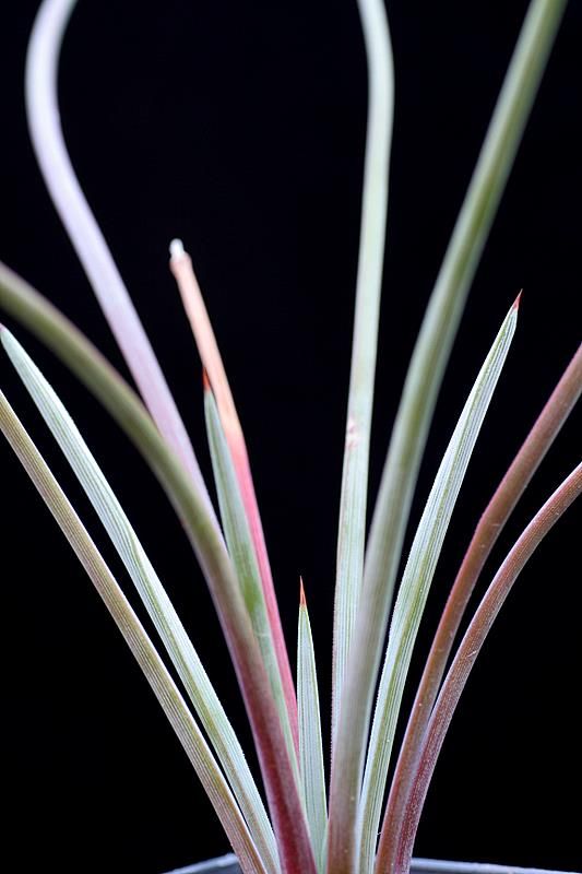Agave stricta v. nana 