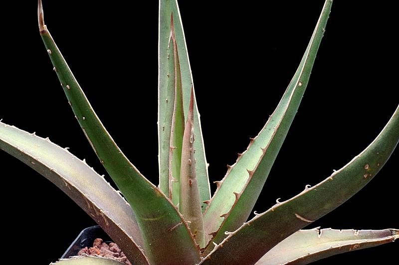 Agave triangularis 