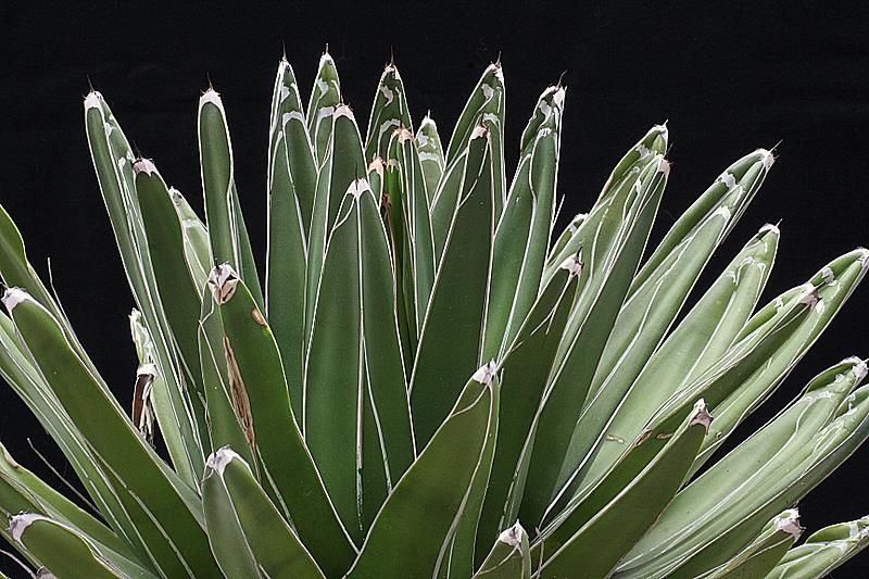 agave victoriae-reginae 