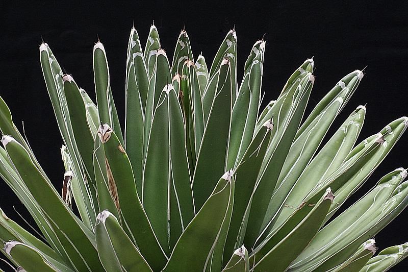 Agave victoriae-reginae 