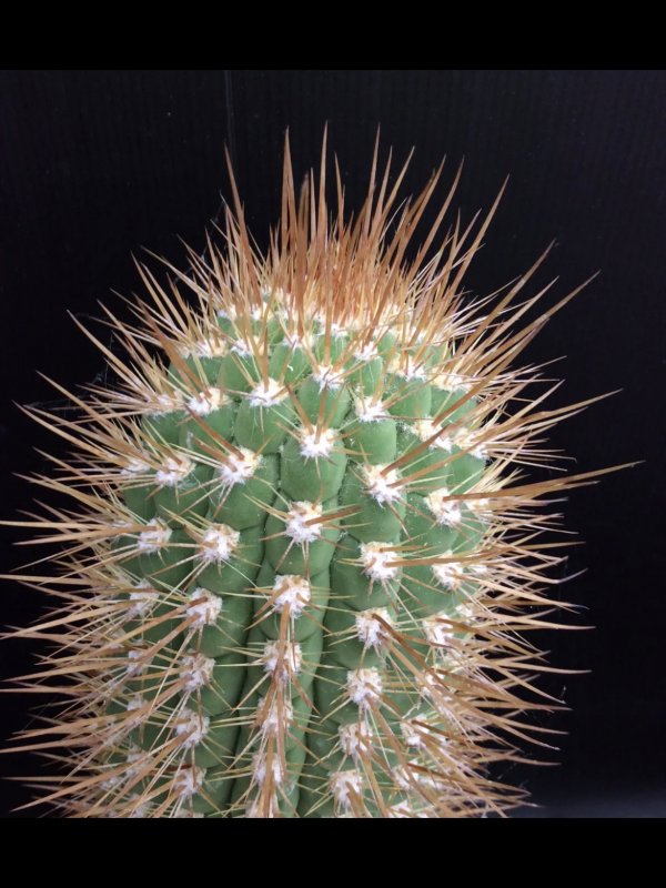 Trichocereus chiloensis ssp. litoralis 