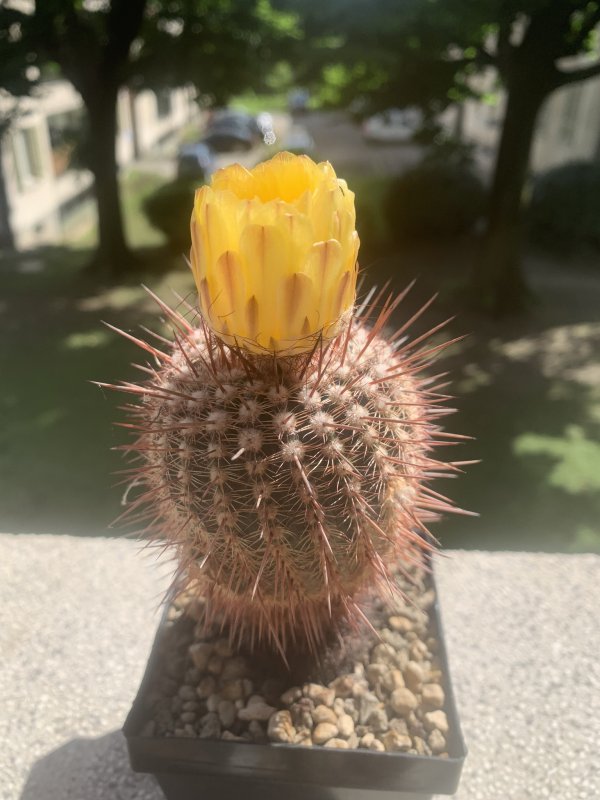 notocactus mueller-melchersii v. eugeniae