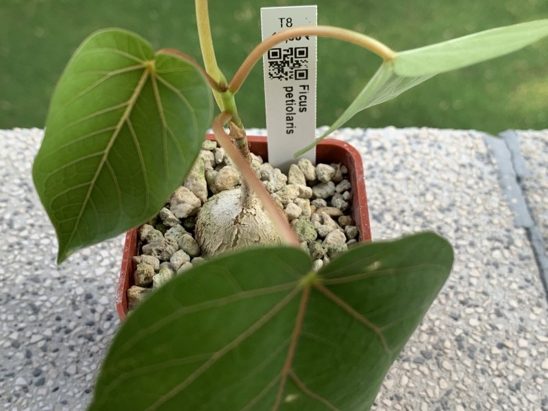 ficus petiolaris