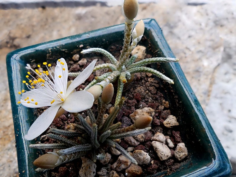 Avonia quinaria ssp. alstonii 