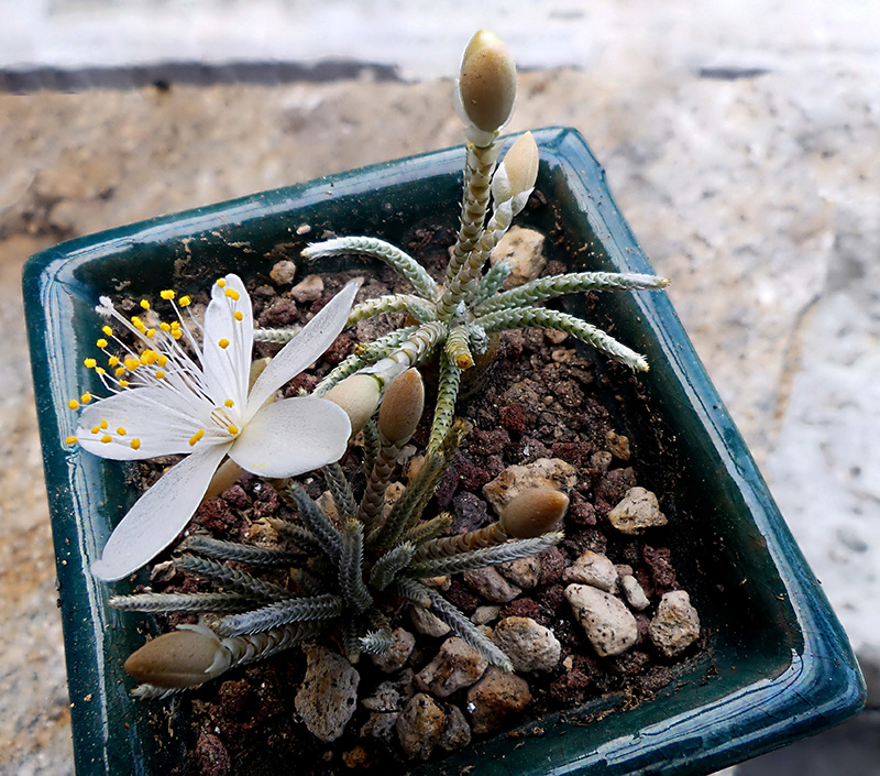 Avonia quinaria ssp. alstonii 