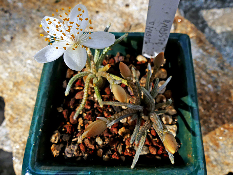 Avonia quinaria ssp. alstonii 