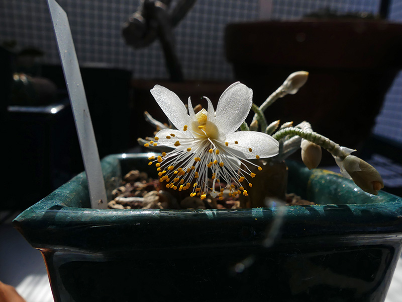Avonia quinaria ssp. alstonii 