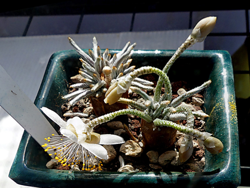 Avonia quinaria ssp. alstonii 