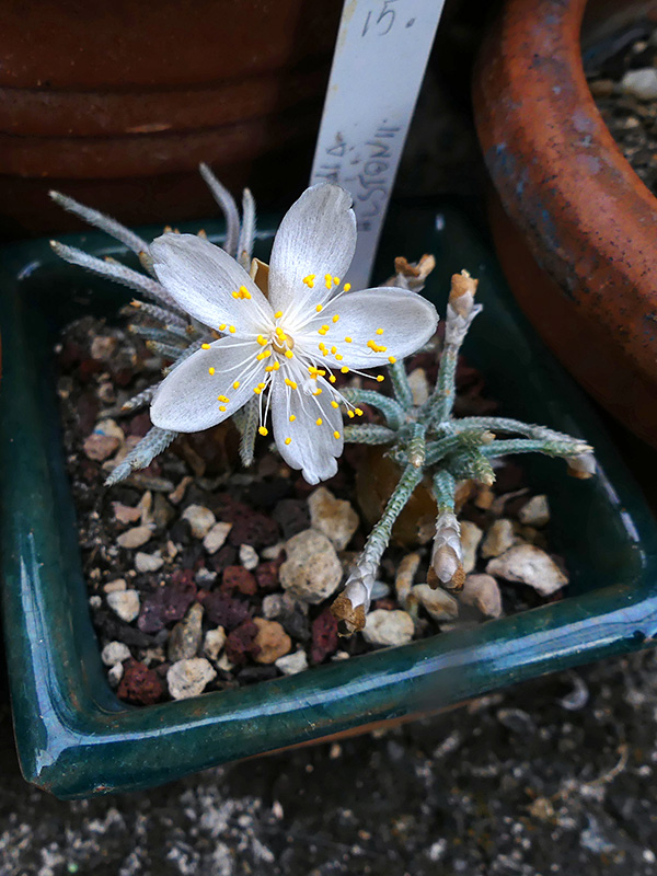 Avonia quinaria ssp. alstonii 