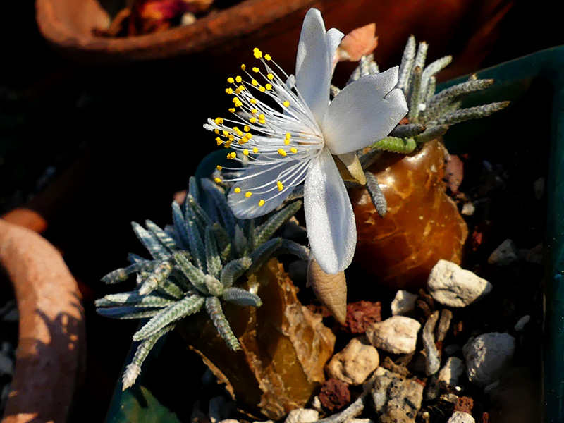Avonia quinaria ssp. alstonii 
