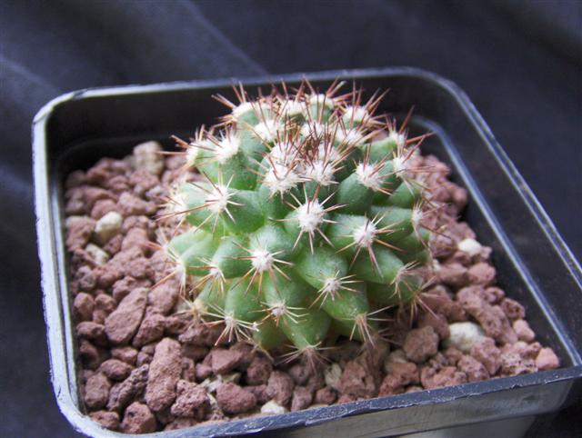 Mammillaria mammillaris 