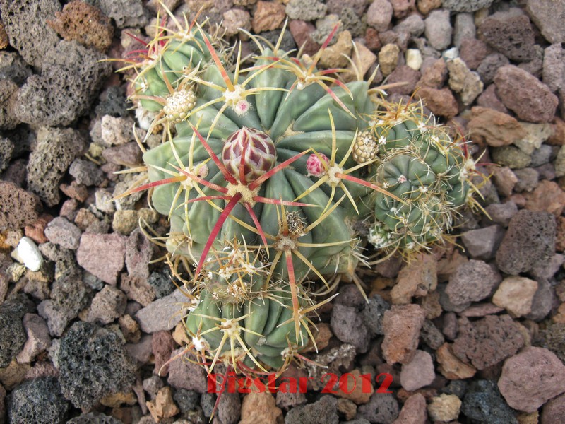 Ferocactus macrodiscus f. monstruosus 