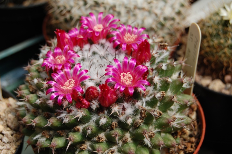 Mammillaria abra celaja 