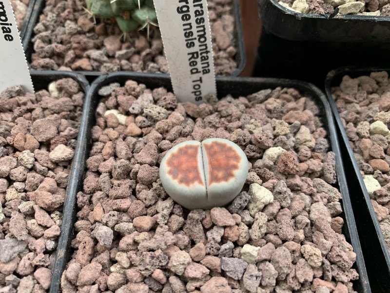 Lithops karasmontana v. mickbergensis cv. red tops 