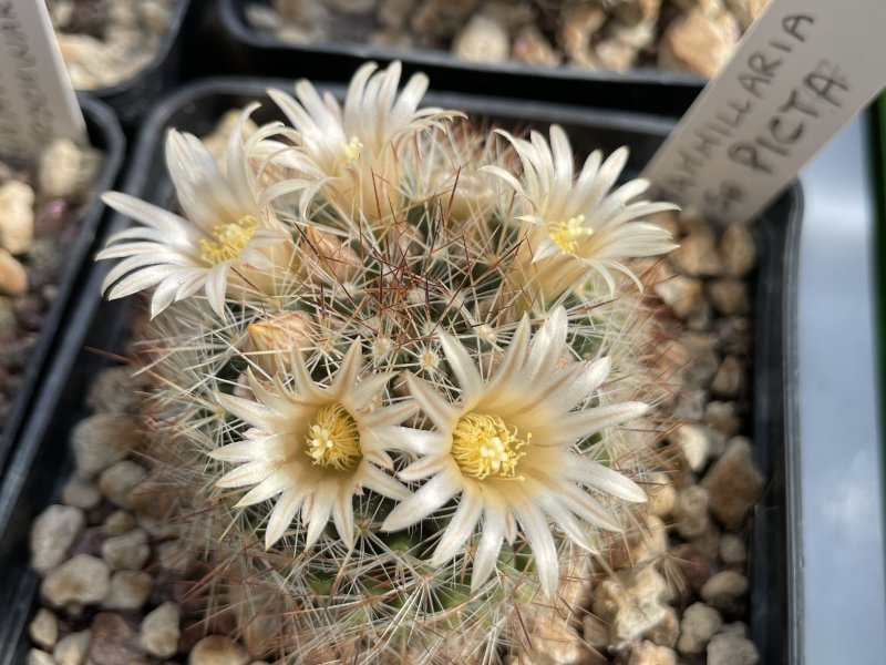 Mammillaria picta CSD 167