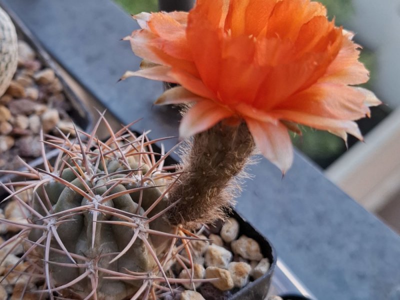 Acanthocalycium ferrarii WR572