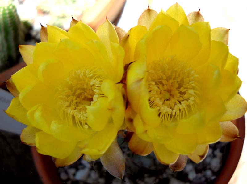 Acanthocalycium glaucum 