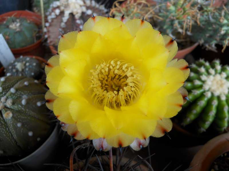 Acanthocalycium glaucum 