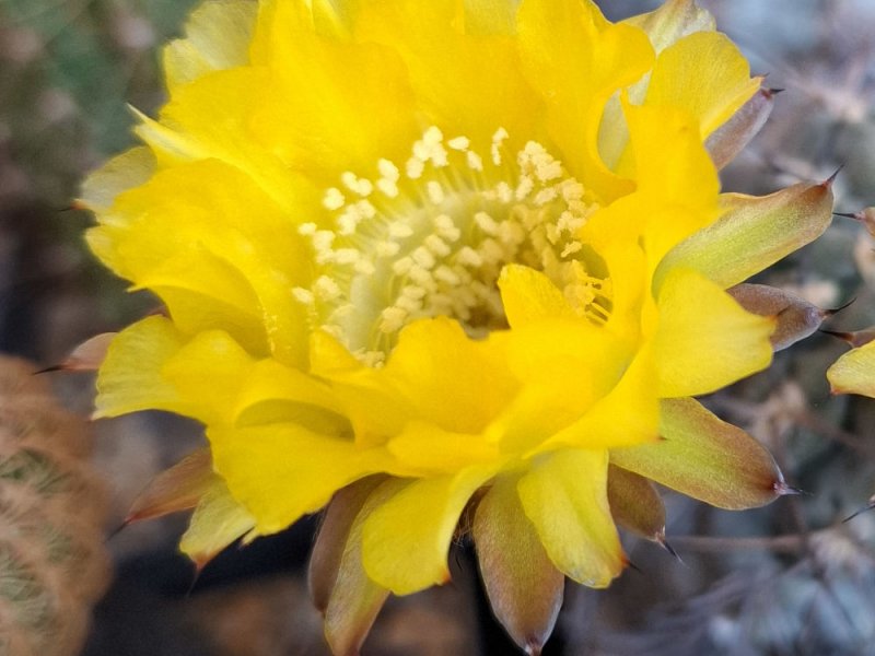Acanthocalycium glaucum 