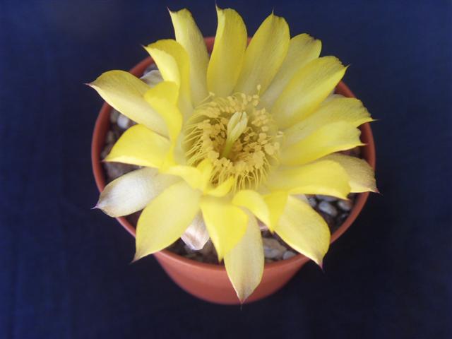 Acanthocalycium glaucum IFO 038