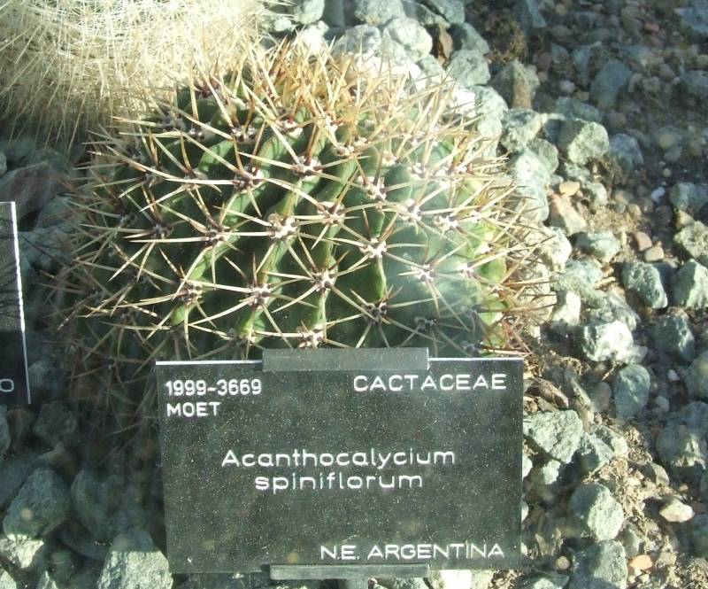 Acanthocalycium spiniflorum 