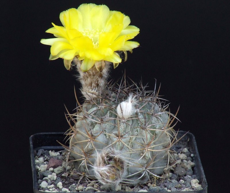 Acanthocalycium thionanthum 