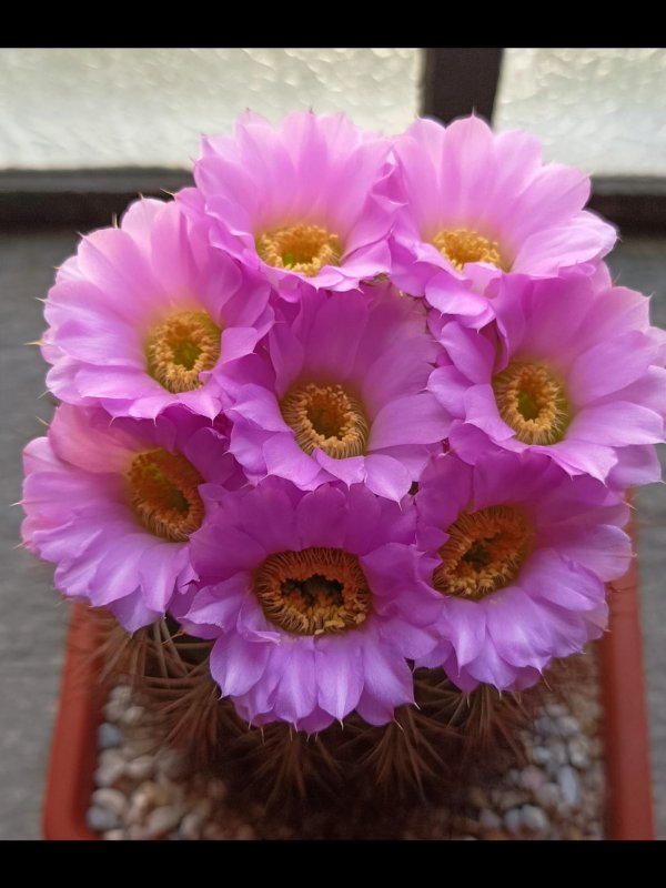 Acanthocalycium violaceum 