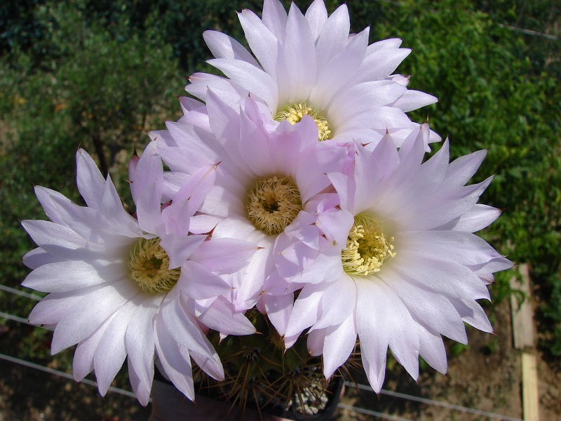 Acanthocalycium violaceum 